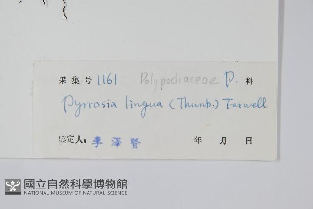 石葦藏品圖，第2張