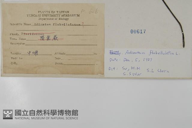 扇葉鐵線蕨藏品圖，第2張