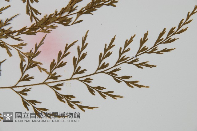 威氏鐵角蕨藏品圖，第3張