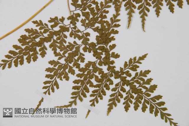 彎柄假複葉耳蕨藏品圖，第3張