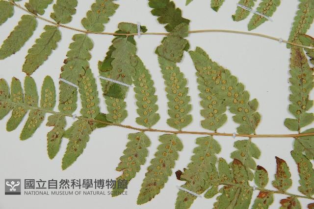 能高鱗毛蕨藏品圖，第3張