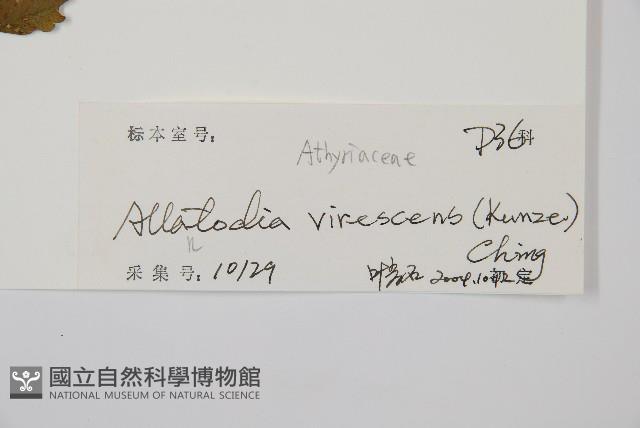 淡綠短腸蕨藏品圖，第2張