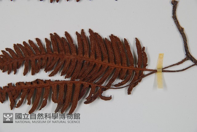 馬來陰石蕨藏品圖，第3張