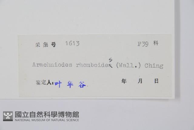 斜方複葉耳蕨藏品圖，第2張