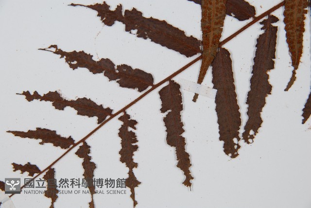 黑桫蕨藏品圖，第3張