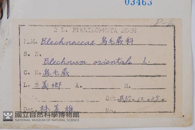 烏毛蕨藏品圖，第2張