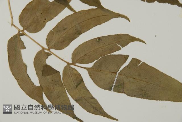 華鳳丫蕨藏品圖，第3張