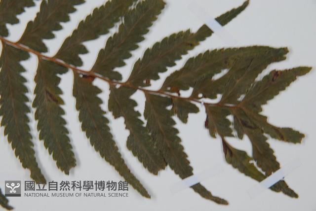 邊緣鱗蓋蕨藏品圖，第3張