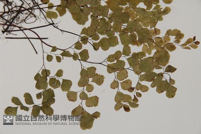 長蓋鐵線蕨藏品圖，第3張