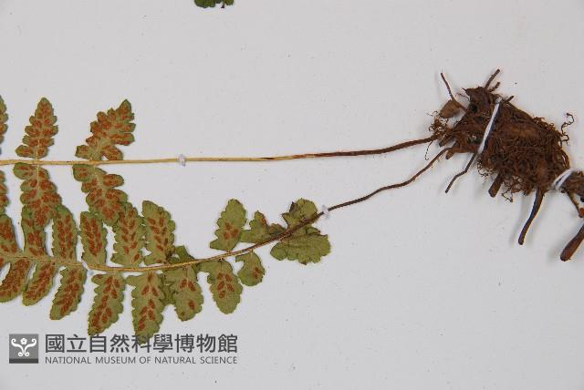 東洋蹄蓋蕨藏品圖，第3張