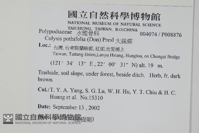 大線蕨藏品圖，第2張