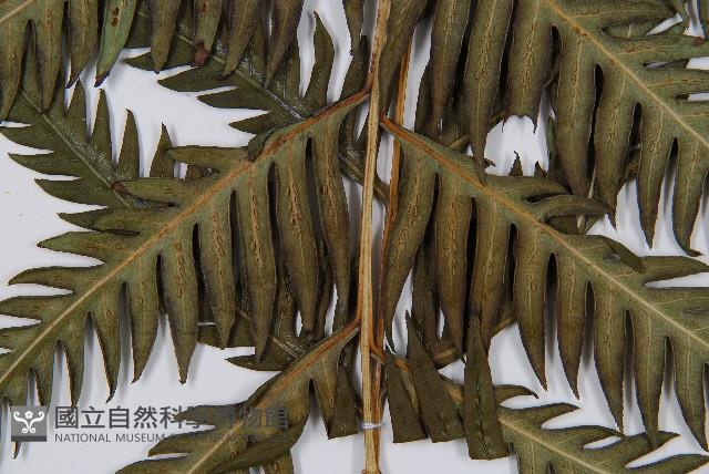 臺灣狗脊蕨藏品圖，第3張