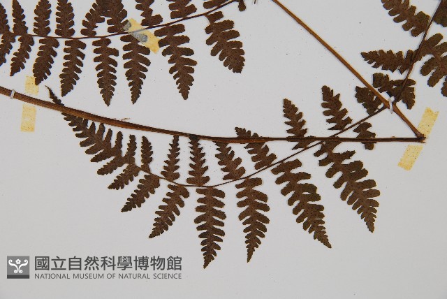 大葉貞蕨藏品圖，第3張