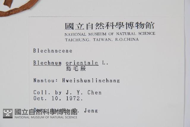 烏毛蕨藏品圖，第2張