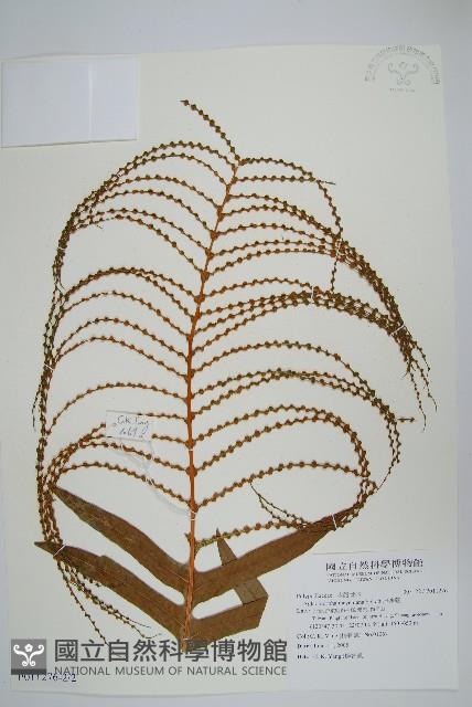 連珠蕨藏品圖，第3張