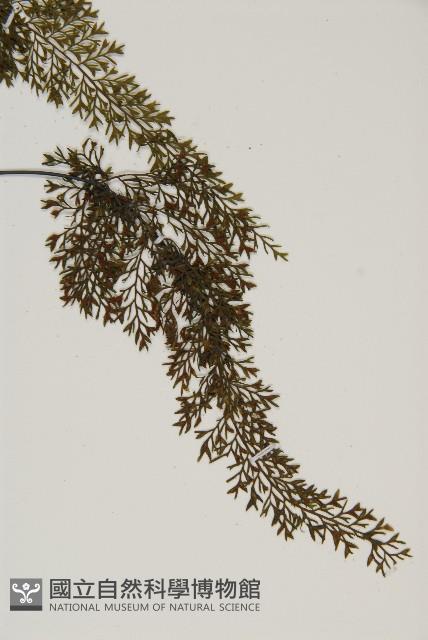 線裂鐵角蕨藏品圖，第3張