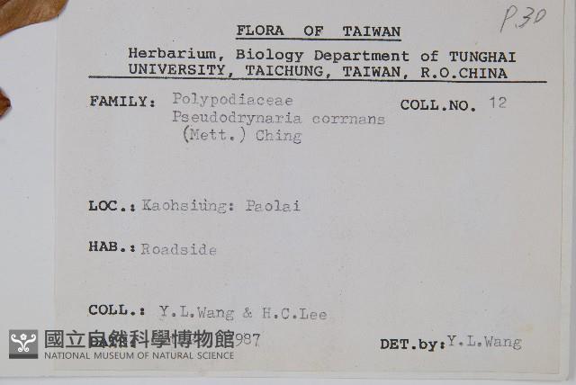 崖薑蕨藏品圖，第2張