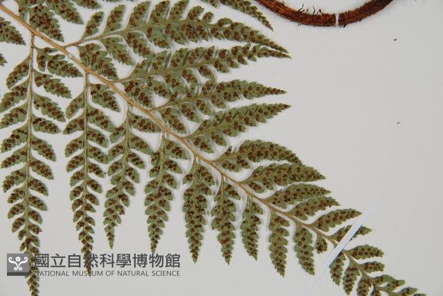 小葉複葉耳蕨藏品圖，第3張