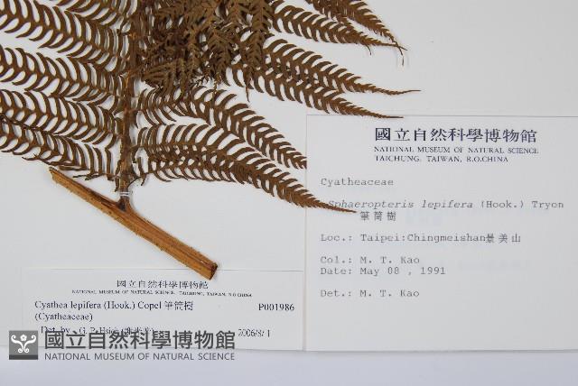 筆筒樹藏品圖，第2張