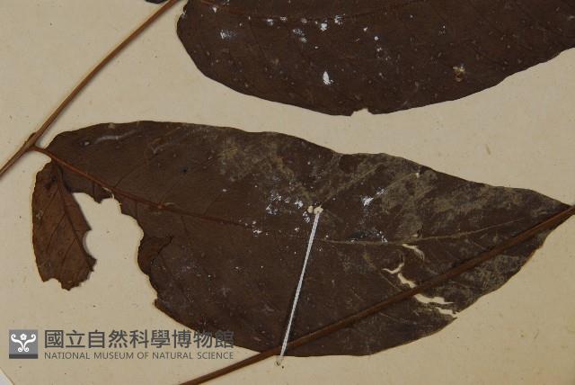 南投三叉蕨藏品圖，第3張