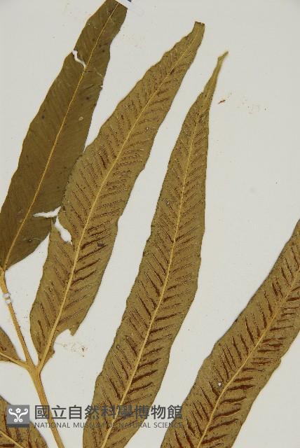 南海鐵角蕨藏品圖，第3張