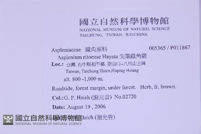 海金沙藏品圖，第2張