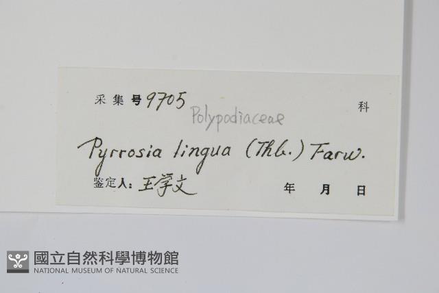 石葦藏品圖，第2張