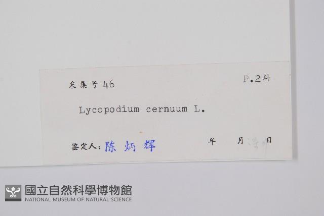 過山龍藏品圖，第2張