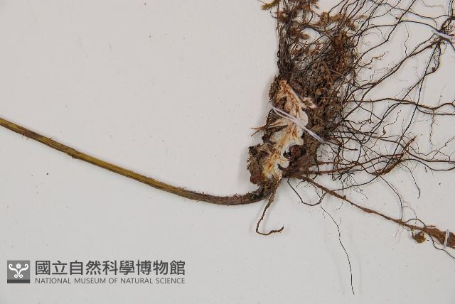 萊氏鐵角蕨藏品圖，第3張