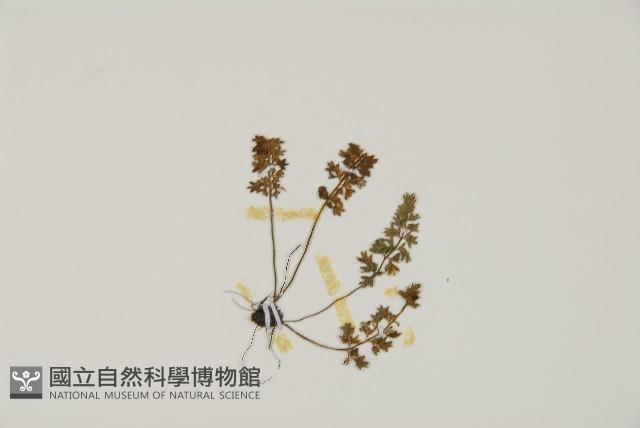 姬鐵角蕨藏品圖，第3張