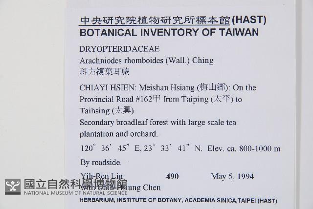 斜方複葉耳蕨藏品圖，第2張