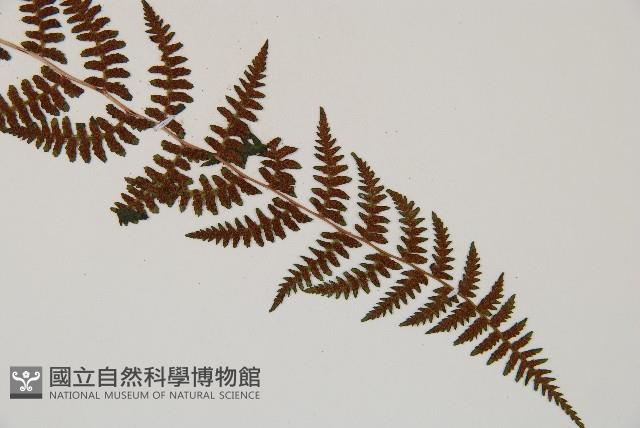 逆葉蹄蓋蕨、逆羽蹄蓋蕨藏品圖，第6張