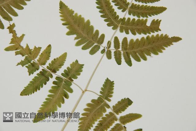 羽節蕨藏品圖，第3張