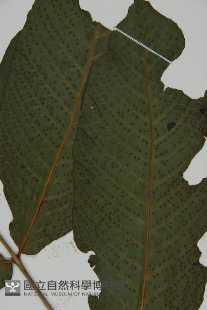 三叉蕨藏品圖，第3張