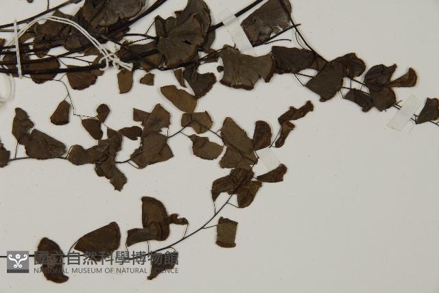 半月形鐵線蕨藏品圖，第3張