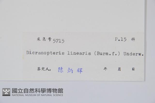 芒萁藏品圖，第2張