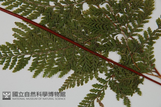 碗蕨藏品圖，第3張