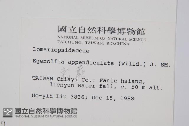 刺蕨藏品圖，第2張