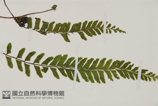 複齒鐵角蕨藏品圖，第3張