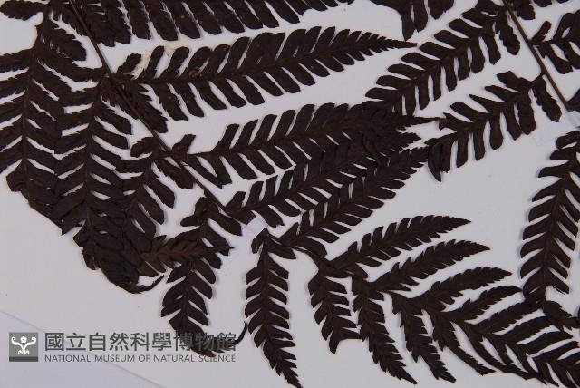 肋毛蕨藏品圖，第3張