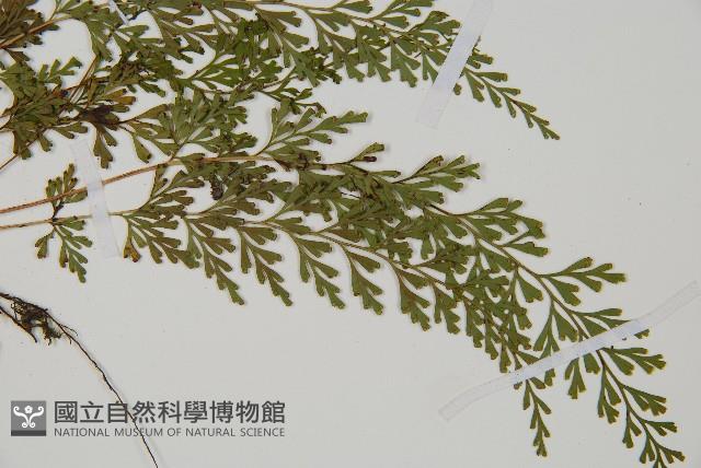 烏蕨藏品圖，第3張