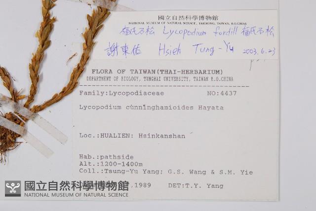 福氏石松藏品圖，第2張