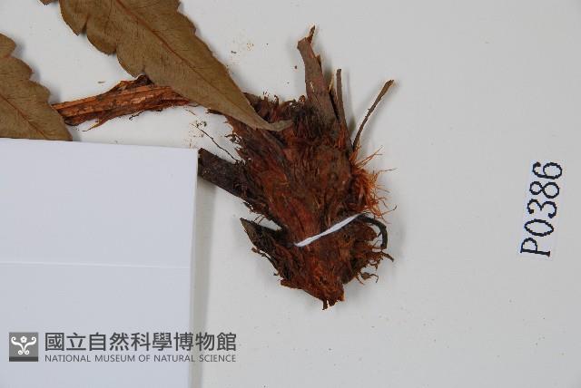 日本狗脊蕨藏品圖，第3張