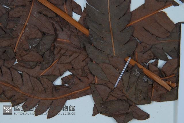 日本狗脊蕨藏品圖，第3張