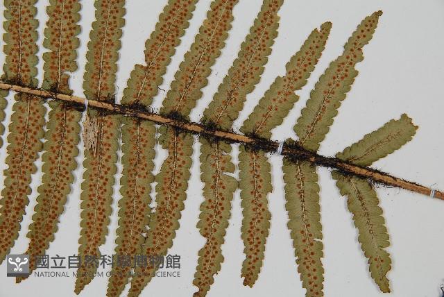 桫欏鱗毛蕨藏品圖，第3張