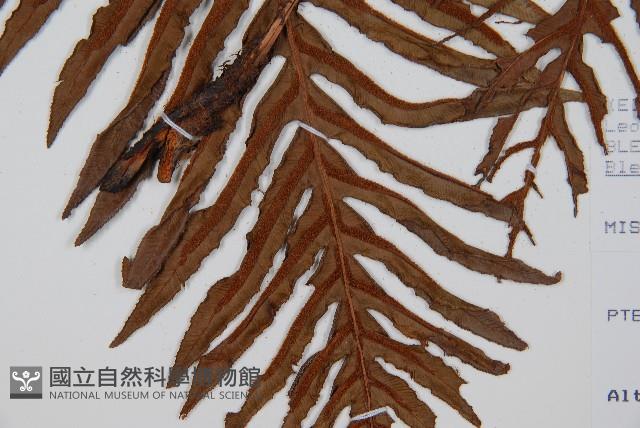 登錄號:P008486藏品圖，第3張