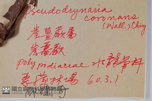 崖薑蕨藏品圖，第2張