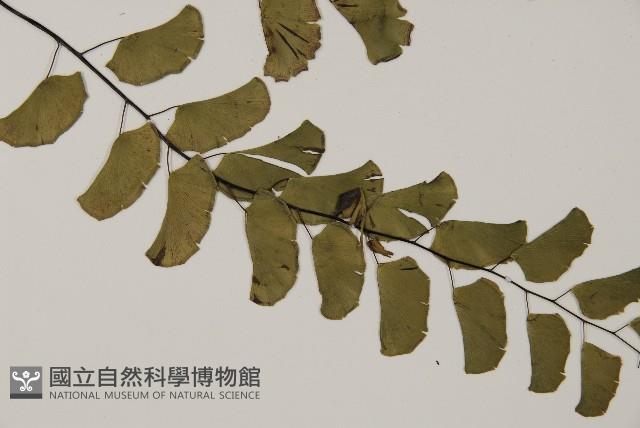 半月形鐵線蕨藏品圖，第3張