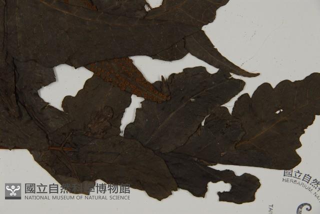 三叉蕨藏品圖，第3張