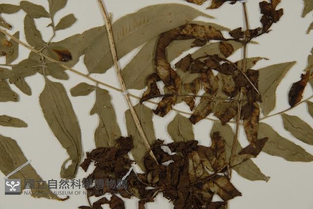 臺灣鳳丫蕨藏品圖，第3張